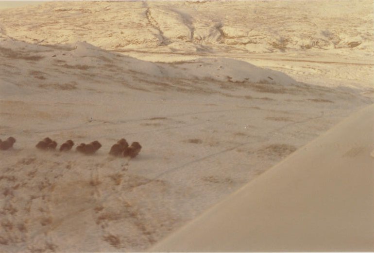 Muskoxwnrunning